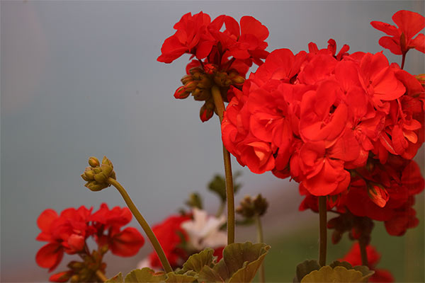 Dreibettzimmer Berglspitz