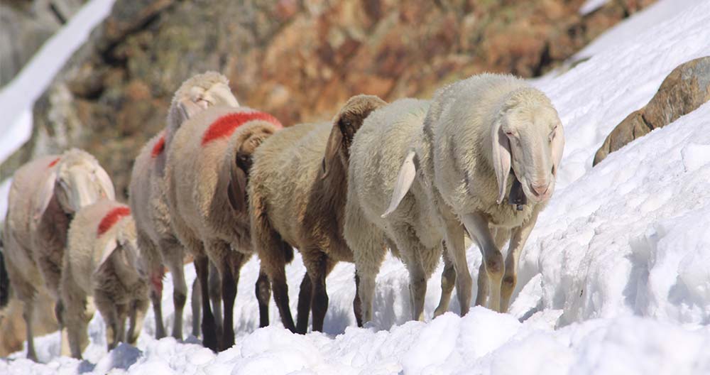 Transhumanz zwischen dem Ötztal und dem Schnalstal in Südtirol