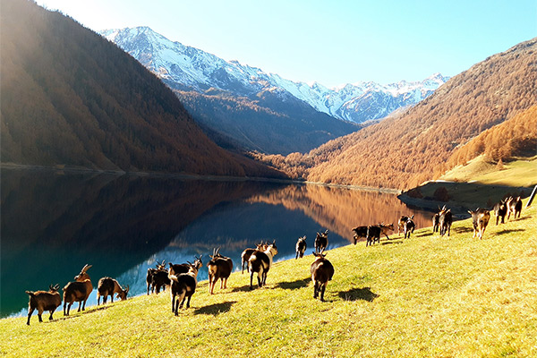 Ziegen am Unterprettrachhof in Vernagt am See